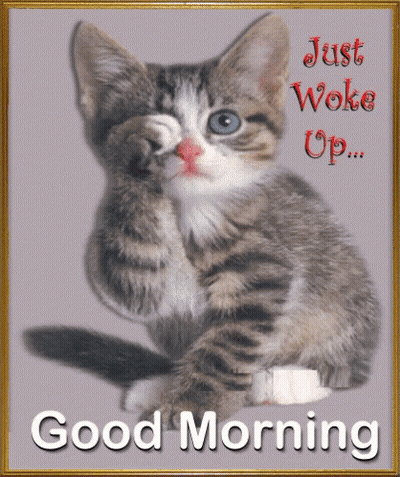 A Picture Of A Kitten With The Words " Just Woke Up Good Morning " On It GIF