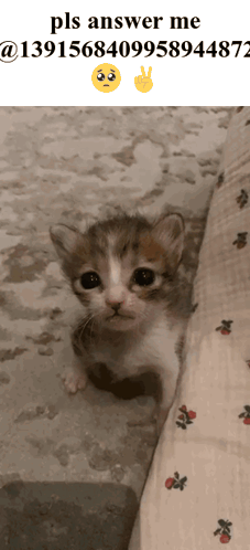 A Picture Of A Kitten With The Words Pls Answer Me At The Bottom GIF