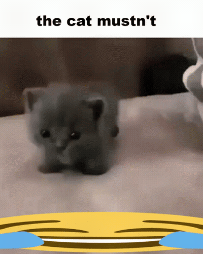 A Picture Of A Kitten With The Words The Cat Mustn 'T GIF