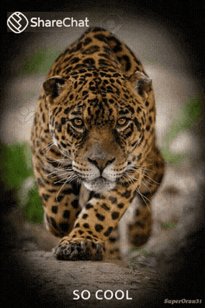 A Picture Of A Leopard With The Words So Cool Underneath It GIF