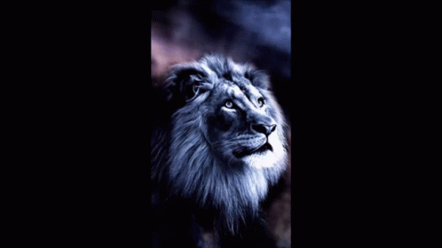 A Picture Of A Lion With The Word Lion Written In Pink GIF