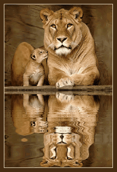 A Picture Of A Lioness And Her Cub With A Reflection Of The Lioness In The Water GIF