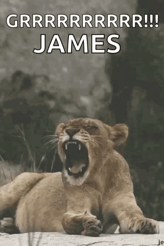 A Picture Of A Lioness Yawning With The Name James Written Below It GIF