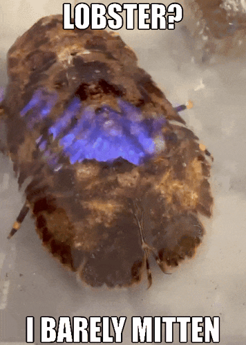A Picture Of A Lobster That Says Lobster I Barely Mitten GIF