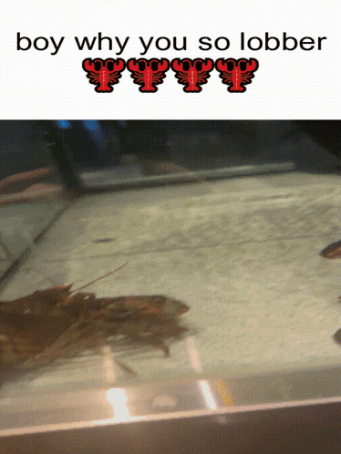 A Picture Of A Lobster With The Caption Boy Why You So Lobber GIF