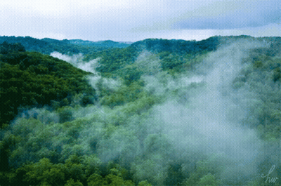 A Picture Of A Lush Green Forest With The Letters Hw On The Bottom Right GIF