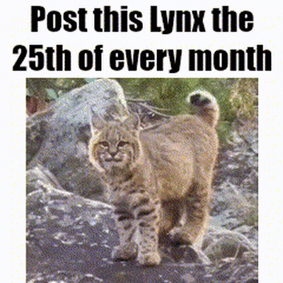 A Picture Of A Lynx With The Words Post This Lynx The 25Th Of Every Month GIF