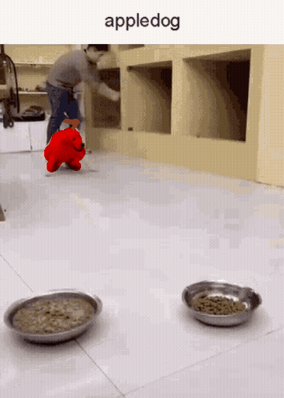 A Picture Of A Man And A Stuffed Animal That Says Appledog On It GIF