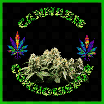 A Picture Of A Marijuana Plant With The Words " Cannabis Connoisseur " Below It GIF
