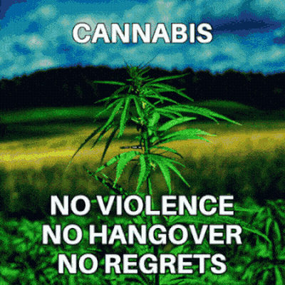 A Picture Of A Marijuana Plant With The Words Cannabis No Violence No Hangover No Regrets On It GIF