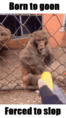 A Picture Of A Monkey Behind A Chain Link Fence With The Words Born To Goon Forced To Stop GIF