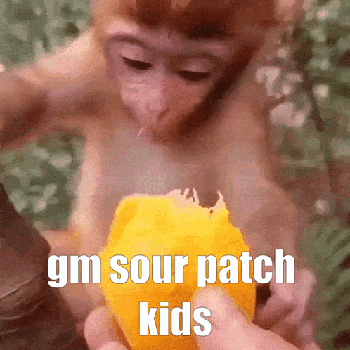 A Picture Of A Monkey Eating An Orange With The Words Gm Sour Patch Kids Below It GIF
