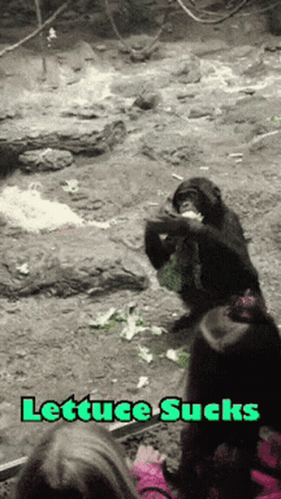 A Picture Of A Monkey Eating Lettuce With The Words Lettuce Sucks Above It GIF
