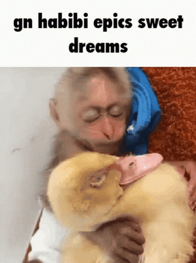 A Picture Of A Monkey Holding A Baby Duck With The Caption Gn Habibi Epics Sweet Dreams GIF
