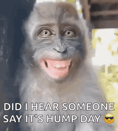 A Picture Of A Monkey With The Words Did I Hear Someone Say It 'S Hump Day On The Bottom GIF