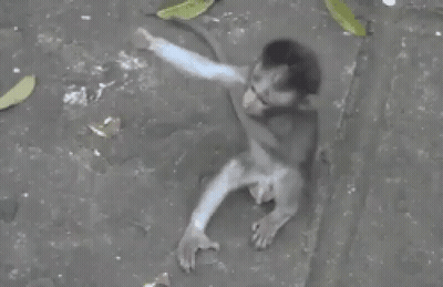 A Picture Of A Monkey With The Words " Eh Toloooonngg " Written Below It GIF