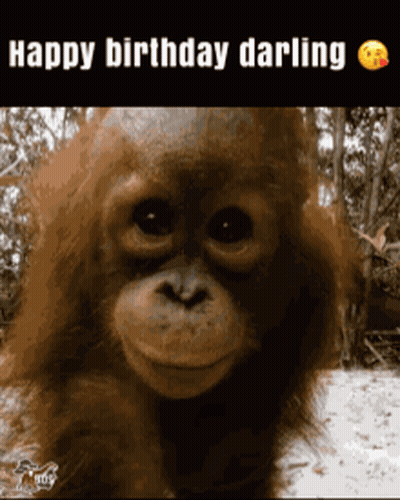 A Picture Of A Monkey With The Words Happy Birthday Darling On The Bottom GIF
