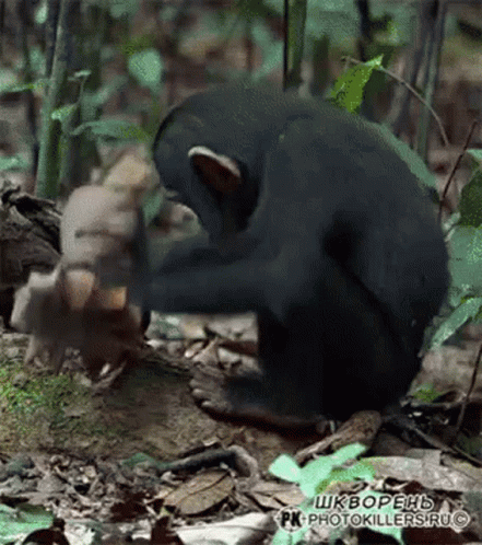 A Picture Of A Monkey With The Words Photokillers.ru Written Below It GIF