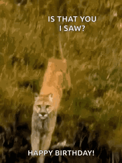 A Picture Of A Mountain Lion Walking In The Grass With The Caption Is That You I Saw ? Happy Birthday ! GIF