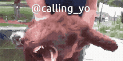 A Picture Of A Person Holding A Pig With The Words " @Calling_yo " On It GIF