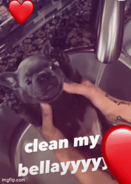 A Picture Of A Person Holding A Puppy With The Words Clean My Bellayyy GIF