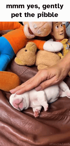 A Picture Of A Person Petting A Puppy With The Caption " Mmmm Yes Gently Pet The Pebble " GIF