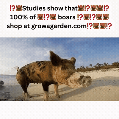 A Picture Of A Pig On A Beach With The Words " Studies Show That 100 % Of Boars Shop At Growagarden.com " Below It GIF