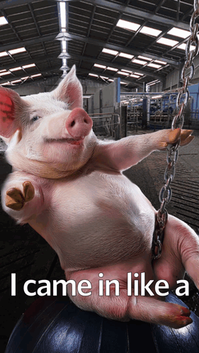 A Picture Of A Pig On A Chain With The Caption I Came In Like A GIF