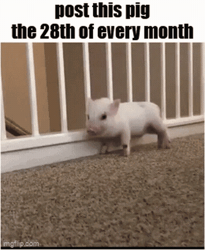 A Picture Of A Pig That Says Post This Pig The 28Th Of Every Month . GIF