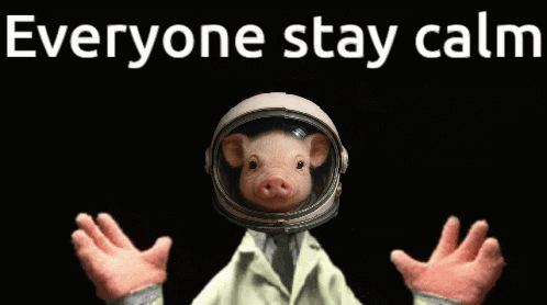 A Picture Of A Pig Wearing A Helmet With The Words Everyone Stay Calm Above It GIF