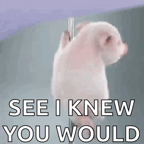 A Picture Of A Pig With The Words See I Knew You Would GIF