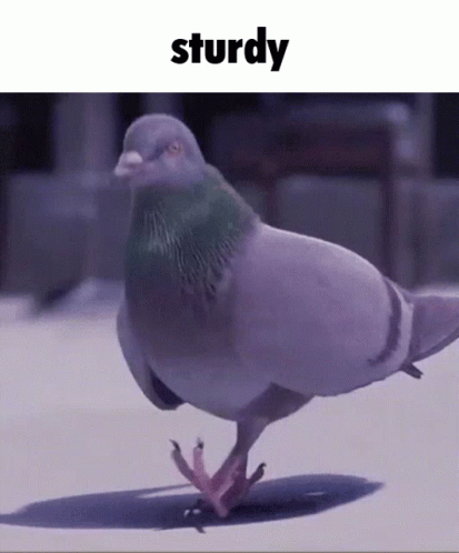 A Picture Of A Pigeon Walking With The Word Sturdy Above It GIF