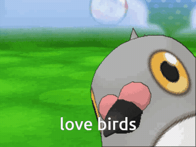 A Picture Of A Pigeon With The Words Love Birds On The Bottom GIF