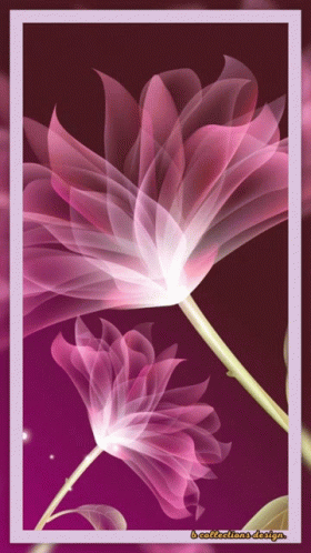 A Picture Of A Pink Flower With A Purple Background And A Purple Frame GIF