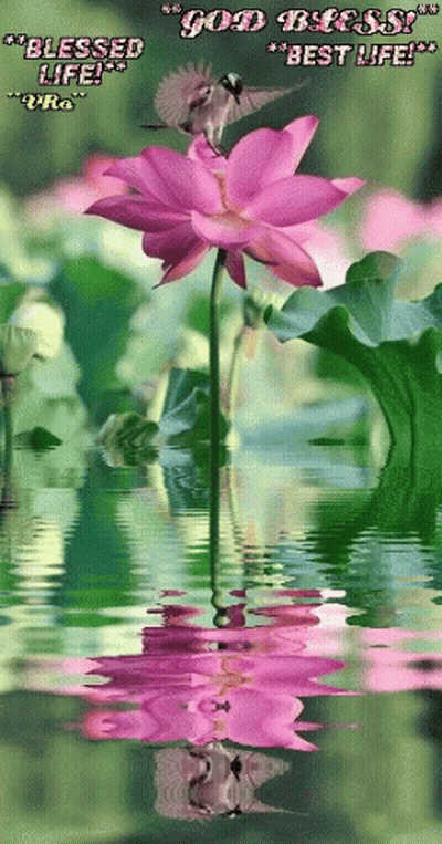 A Picture Of A Pink Flower With The Words " Good Blessed Best Life " On It GIF