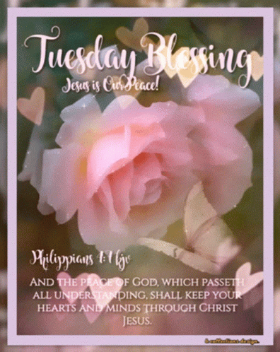 A Picture Of A Pink Rose And Butterflies With The Words Tuesday Blessing Jesus Is Our Peace GIF