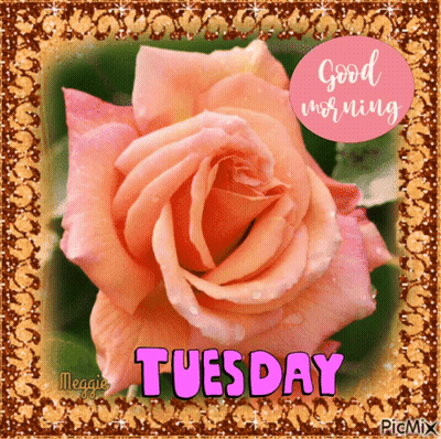 A Picture Of A Pink Rose With The Words Good Morning Tuesday GIF