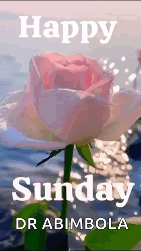 A Picture Of A Pink Rose With The Words Happy Sunday Dr Abimbola GIF