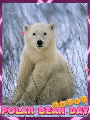 A Picture Of A Polar Bear With The Words Polar Bear Day On The Bottom GIF