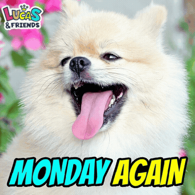 A Picture Of A Pomeranian Dog With Its Tongue Out And The Words Monday Again Below It GIF