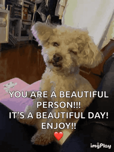 A Picture Of A Poodle With The Caption " You Are A Beautiful Person " GIF