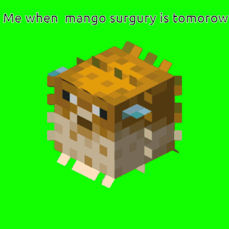A Picture Of A Puffer Fish With The Words Me When Mango Surgery Is Tomorrow GIF