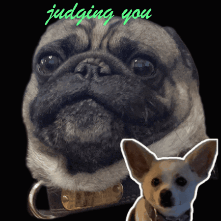 A Picture Of A Pug And A Small Chihuahua With The Words Judging You Above Them GIF