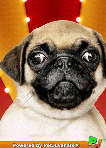 A Picture Of A Pug Dog With The Words Powered By Petjuvenate On The Bottom GIF