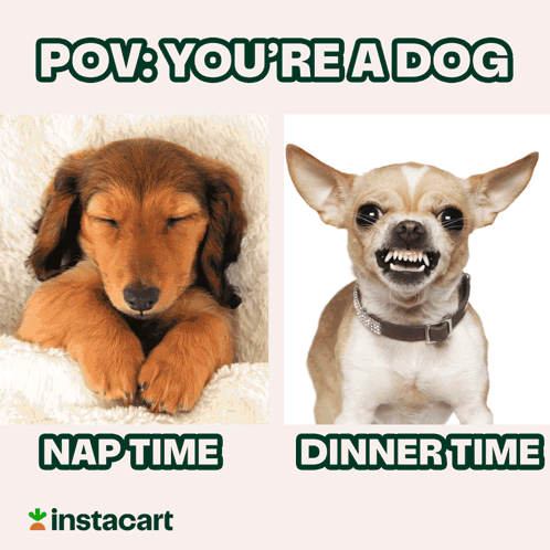 A Picture Of A Puppy And A Picture Of A Dog With Captions That Say Pov You 'Re A Dog Nap Time Dinner Time GIF