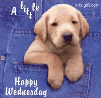 A Picture Of A Puppy In A Pocket With The Words Happy Wednesday On It GIF