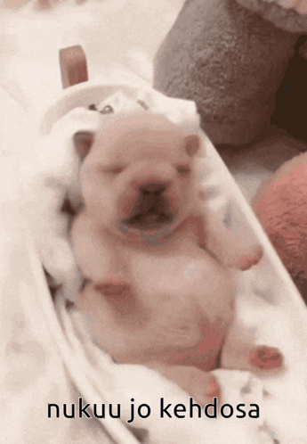 A Picture Of A Puppy With The Words Nukuu Jo Kehdosa On The Bottom GIF