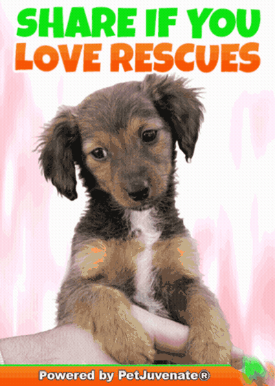 A Picture Of A Puppy With The Words Share If You Love Rescues Above It GIF