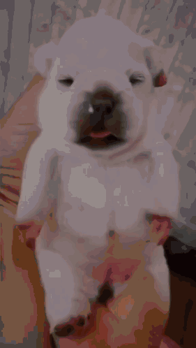 A Picture Of A Puppy With Who Written On The Bottom Of It GIF