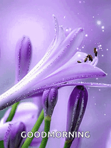 A Picture Of A Purple Flower With The Words Good Morning Below It GIF